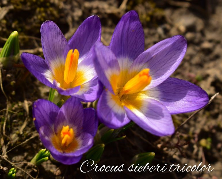 AddText_02-25-02.24.45 - Gradina 2023