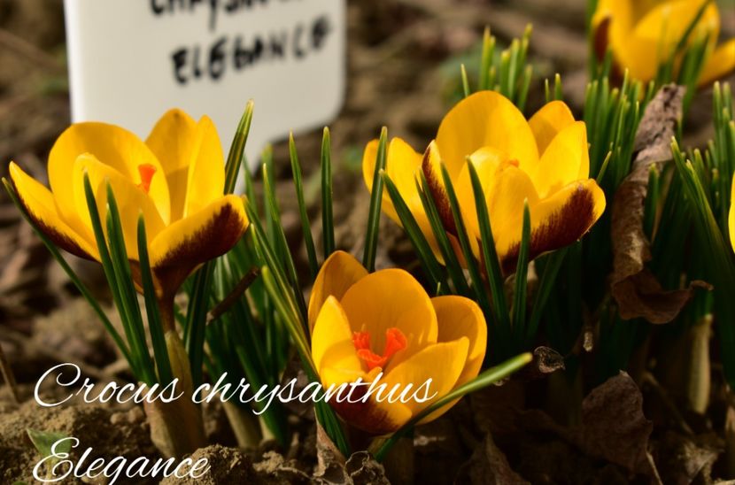 AddText_02-25-02.23.23 - Gradina 2023