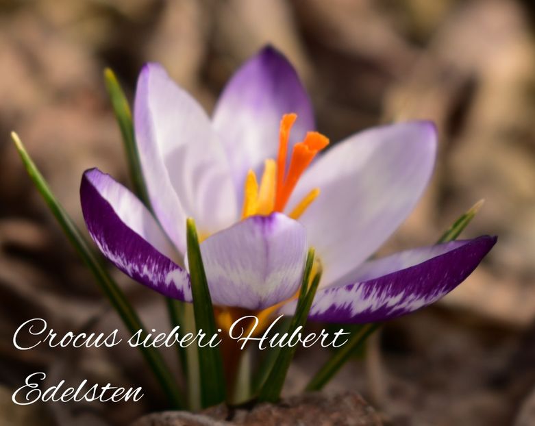 AddText_02-25-02.04.05 - Gradina 2023