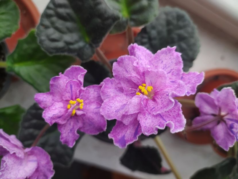 27 februarie 2023 - ZZZ_Mellow Magic