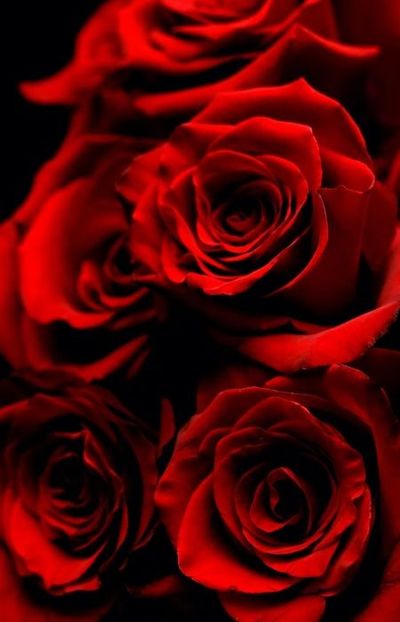 Trandafiri rosii inima +cadou un Colier Argint - Trandafiri rosii inima cadou un Colier Argint martisor