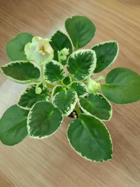  - ZZLE Berillovyy Iney