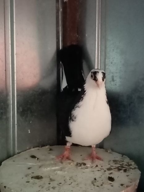  - Jucători de Galati