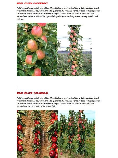 POMI COLUMNARI PITICI,MERI.CIRESI,CAISI,NECTARIN-10+5 GRATIS - POMI COLUMNARI PITICI MERI CIRESI CAISI NECTARIN 10 5 GRATIS