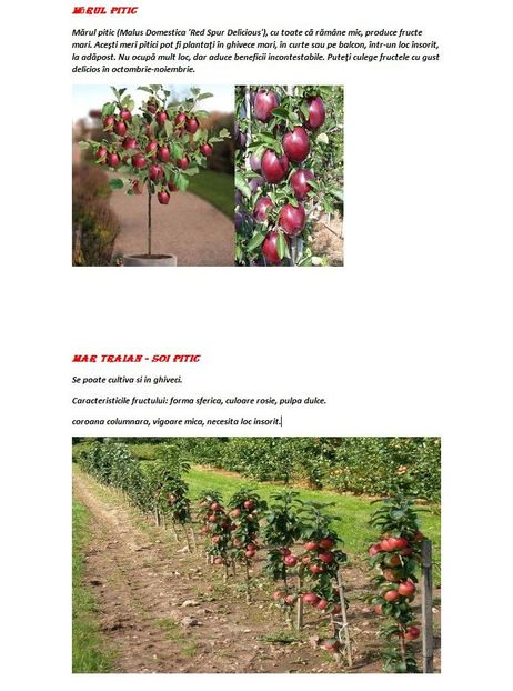 POMI COLUMNARI PITICI,MERI.CIRESI,CAISI,NECTARIN-10+5 GRATIS - POMI COLUMNARI PITICI MERI CIRESI CAISI NECTARIN 10 5 GRATIS