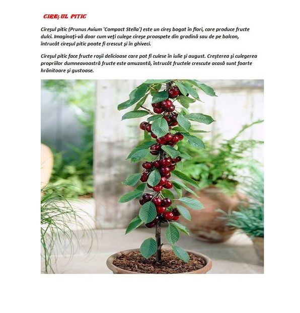 POMI COLUMNARI PITICI,MERI.CIRESI,CAISI,NECTARIN-10+5 GRATIS - POMI COLUMNARI PITICI MERI CIRESI CAISI NECTARIN 10 5 GRATIS