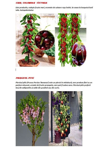 POMI COLUMNARI PITICI,MERI.CIRESI,CAISI,NECTARIN-10+5 GRATIS - POMI COLUMNARI PITICI MERI CIRESI CAISI NECTARIN 10 5 GRATIS