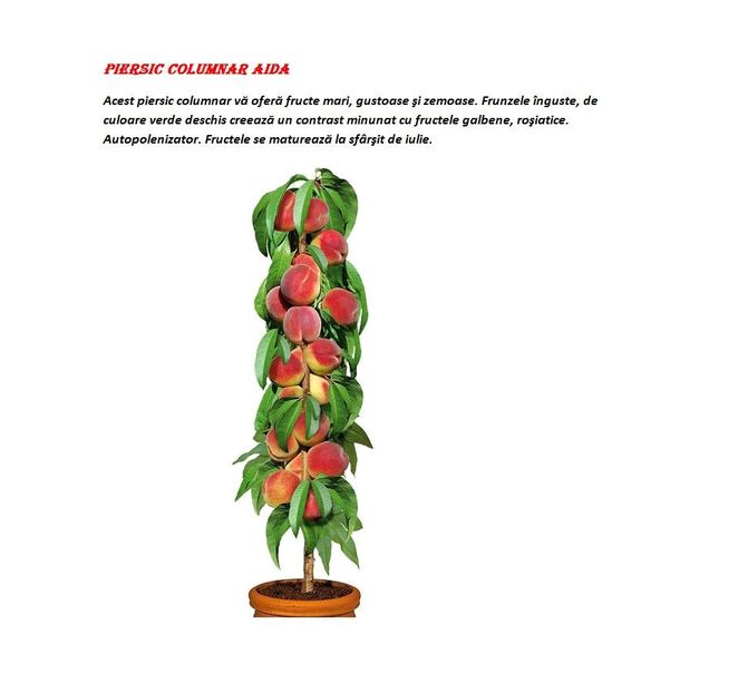 POMI COLUMNARI PITICI,MERI.CIRESI,CAISI,NECTARIN-10+5 GRATIS - POMI COLUMNARI PITICI MERI CIRESI CAISI NECTARIN 10 5 GRATIS