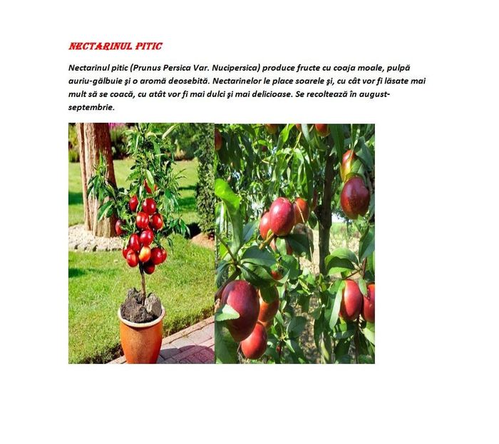 POMI COLUMNARI PITICI,MERI.CIRESI,CAISI,NECTARIN-10+5 GRATIS - POMI COLUMNARI PITICI MERI CIRESI CAISI NECTARIN 10 5 GRATIS