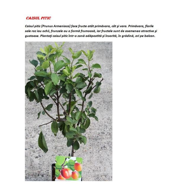 POMI COLUMNARI PITICI,MERI.CIRESI,CAISI,NECTARIN-10+5 GRATIS - POMI COLUMNARI PITICI MERI CIRESI CAISI NECTARIN 10 5 GRATIS
