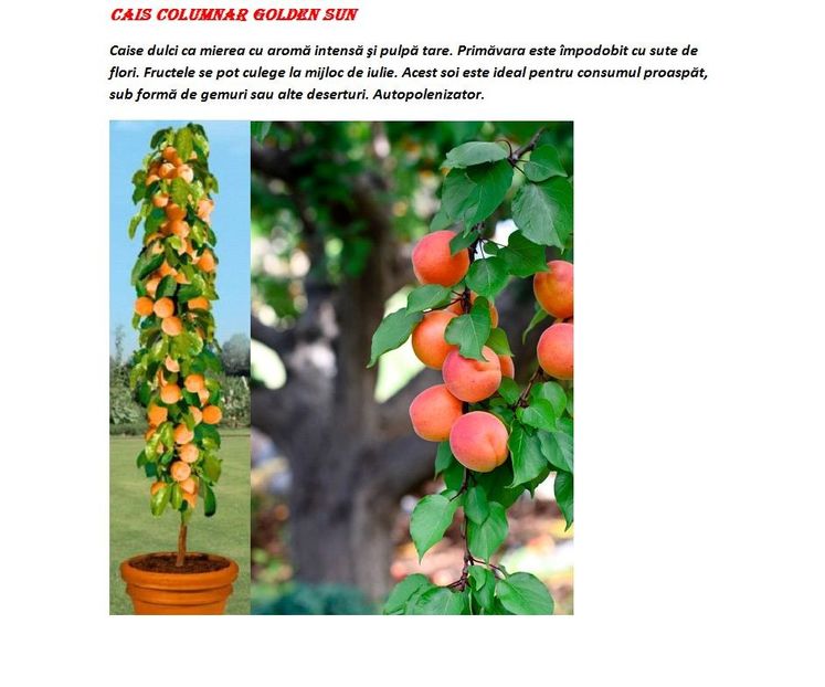 POMI COLUMNARI PITICI,MERI.CIRESI,CAISI,NECTARIN-10+5 GRATIS - POMI COLUMNARI PITICI MERI CIRESI CAISI NECTARIN 10 5 GRATIS