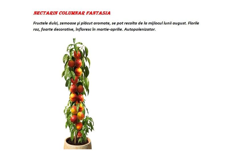 POMI COLUMNARI PITICI,MERI.CIRESI,CAISI,NECTARIN-10+5 GRATIS - POMI COLUMNARI PITICI MERI CIRESI CAISI NECTARIN 10 5 GRATIS