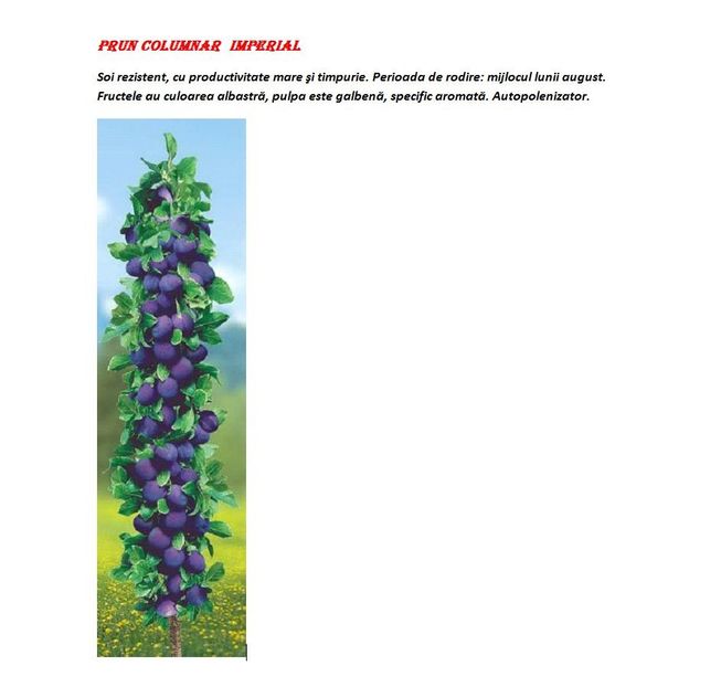 POMI COLUMNARI PITICI,MERI.CIRESI,CAISI,NECTARIN-10+5 GRATIS - POMI COLUMNARI PITICI MERI CIRESI CAISI NECTARIN 10 5 GRATIS