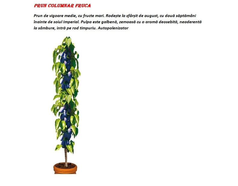 POMI COLUMNARI PITICI,MERI.CIRESI,CAISI,NECTARIN-10+5 GRATIS - POMI COLUMNARI PITICI MERI CIRESI CAISI NECTARIN 10 5 GRATIS