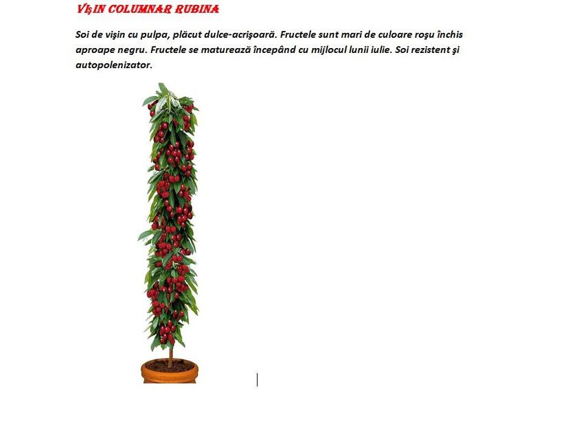 POMI COLUMNARI PITICI,MERI.CIRESI,CAISI,NECTARIN-10+5 GRATIS - POMI COLUMNARI PITICI MERI CIRESI CAISI NECTARIN 10 5 GRATIS