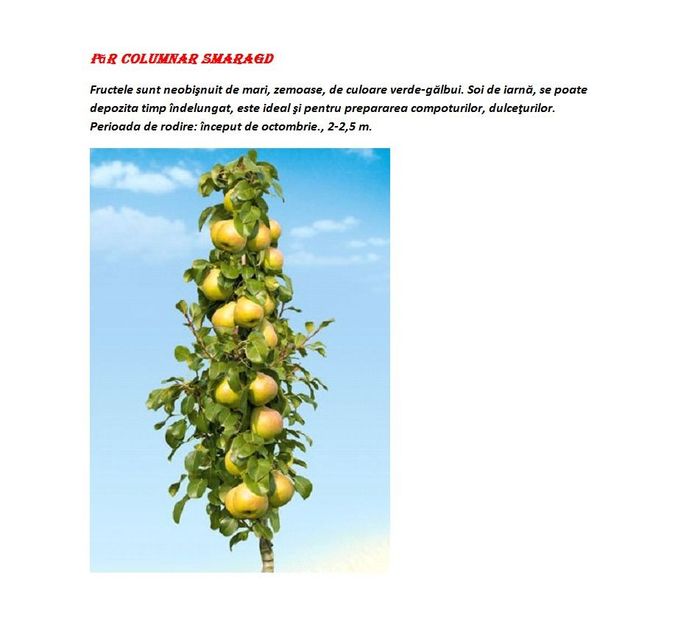 POMI COLUMNARI PITICI,MERI.CIRESI,CAISI,NECTARIN-10+5 GRATIS - POMI COLUMNARI PITICI MERI CIRESI CAISI NECTARIN 10 5 GRATIS