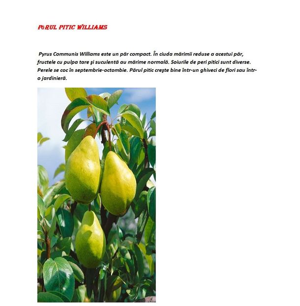 POMI COLUMNARI PITICI,MERI.CIRESI,CAISI,NECTARIN-10+5 GRATIS - POMI COLUMNARI PITICI MERI CIRESI CAISI NECTARIN 10 5 GRATIS