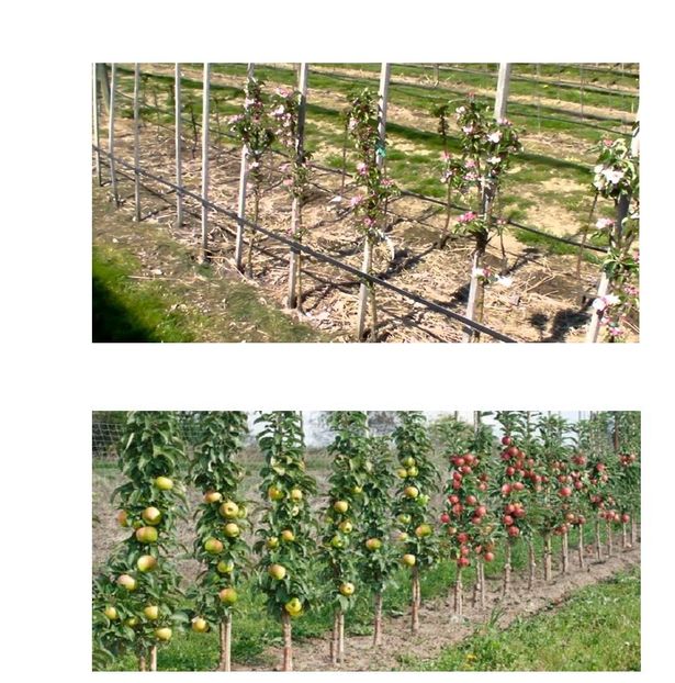 POMI COLUMNARI PITICI,MERI.CIRESI,CAISI,NECTARIN-10+5 GRATIS - POMI COLUMNARI PITICI MERI CIRESI CAISI NECTARIN 10 5 GRATIS