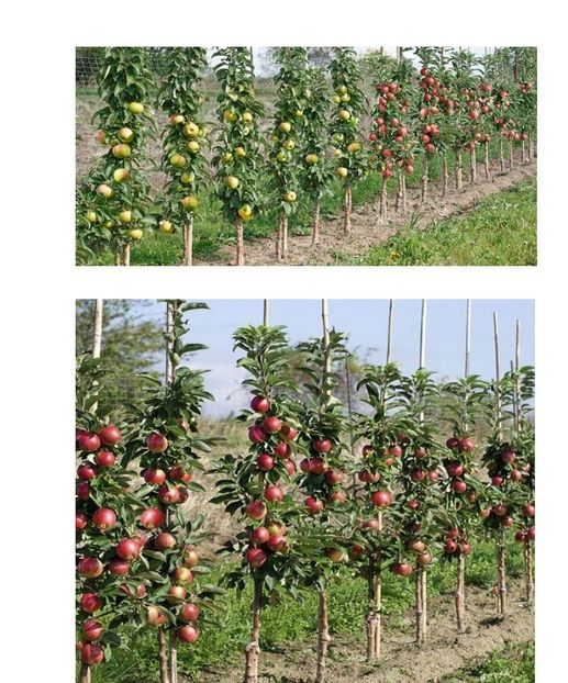 POMI COLUMNARI PITICI,MERI.CIRESI,CAISI,NECTARIN-10+5 GRATIS - POMI COLUMNARI PITICI MERI CIRESI CAISI NECTARIN 10 5 GRATIS