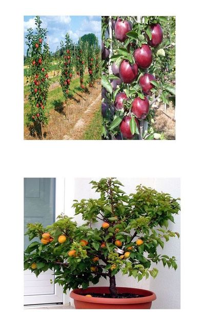 POMI COLUMNARI PITICI,MERI.CIRESI,CAISI,NECTARIN-10+5 GRATIS - POMI COLUMNARI PITICI MERI CIRESI CAISI NECTARIN 10 5 GRATIS