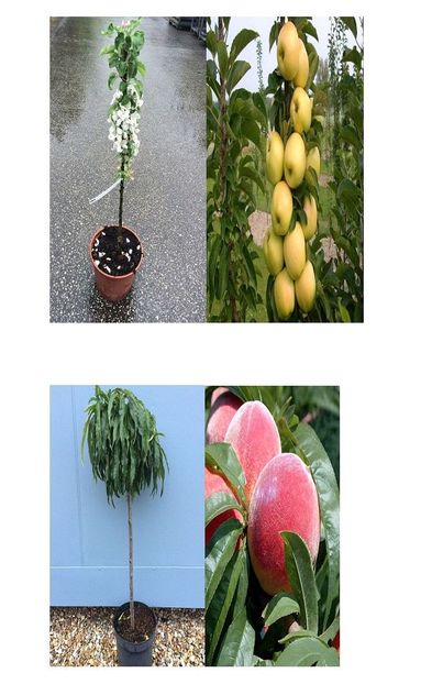 POMI COLUMNARI PITICI,MERI.CIRESI,CAISI,NECTARIN-10+5 GRATIS - POMI COLUMNARI PITICI MERI CIRESI CAISI NECTARIN 10 5 GRATIS