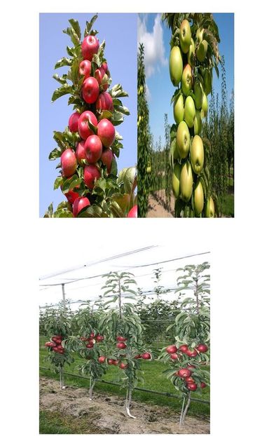 POMI COLUMNARI PITICI,MERI.CIRESI,CAISI,NECTARIN-10+5 GRATIS - POMI COLUMNARI PITICI MERI CIRESI CAISI NECTARIN 10 5 GRATIS