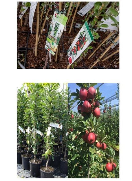 POMI COLUMNARI PITICI,MERI.CIRESI,CAISI,NECTARIN-10+5 GRATIS - POMI COLUMNARI PITICI MERI CIRESI CAISI NECTARIN 10 5 GRATIS