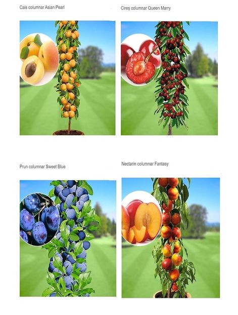 POMI COLUMNARI PITICI,MERI.CIRESI,CAISI,NECTARIN-10+5 GRATIS - POMI COLUMNARI PITICI MERI CIRESI CAISI NECTARIN 10 5 GRATIS