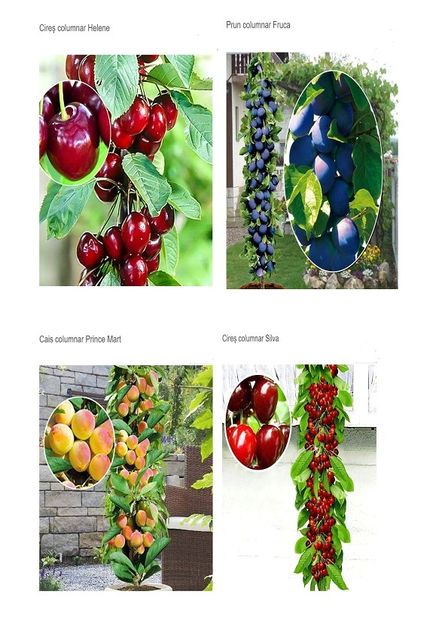 POMI COLUMNARI PITICI,MERI.CIRESI,CAISI,NECTARIN-10+5 GRATIS - POMI COLUMNARI PITICI MERI CIRESI CAISI NECTARIN 10 5 GRATIS