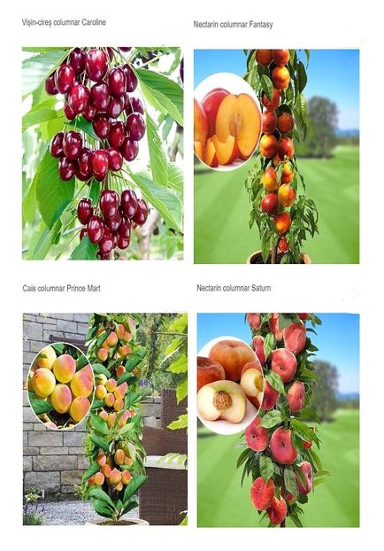 POMI COLUMNARI PITICI,MERI.CIRESI,CAISI,NECTARIN-10+5 GRATIS - POMI COLUMNARI PITICI MERI CIRESI CAISI NECTARIN 10 5 GRATIS