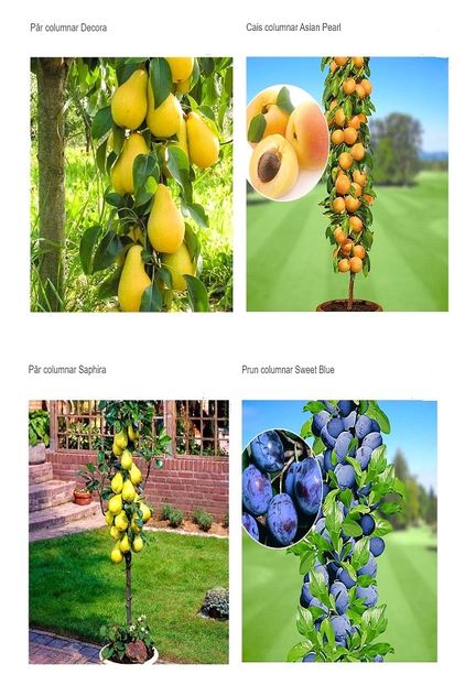 POMI COLUMNARI PITICI,MERI.CIRESI,CAISI,NECTARIN-10+5 GRATIS - POMI COLUMNARI PITICI MERI CIRESI CAISI NECTARIN 10 5 GRATIS