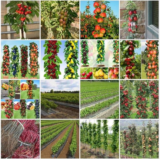 POMI COLUMNARI PITICI,MERI.CIRESI,CAISI,NECTARIN-10+5 GRATISe1446rr - POMI COLUMNARI PITICI MERI CIRESI CAISI NECTARIN 10 5 GRATIS