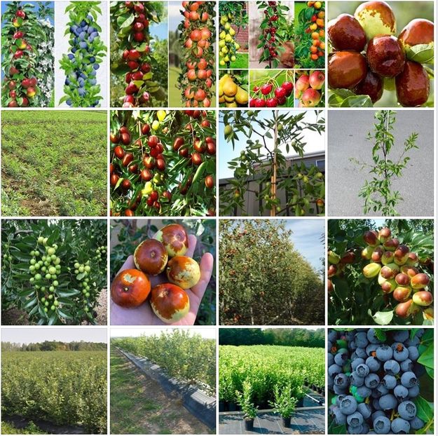 POMI COLUMNARI PITICI,MERI.CIRESI,CAISI,NECTARIN-10+5 GRATIS - POMI COLUMNARI PITICI MERI CIRESI CAISI NECTARIN 10 5 GRATIS