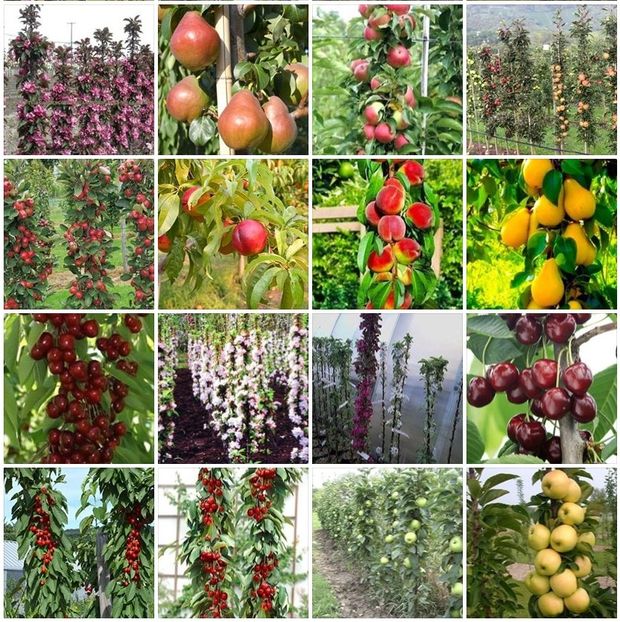 POMI COLUMNARI PITICI MERI CIRESI CAISI NECTARIN 10 5 GRATIS - POMI COLUMNARI PITICI MERI CIRESI CAISI NECTARIN 10 5 GRATIS