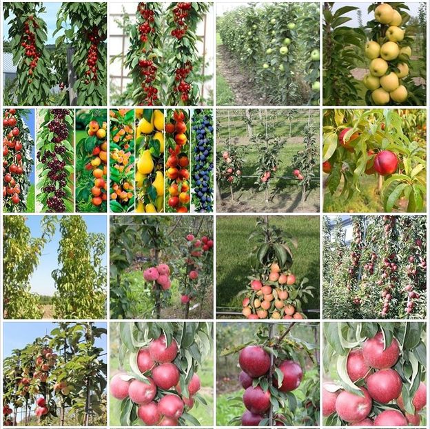 POMI COLUMNARI PITICI MERI CIRESI CAISI NECTARIN 10 5 GRATIS - POMI COLUMNARI PITICI MERI CIRESI CAISI NECTARIN 10 5 GRATIS