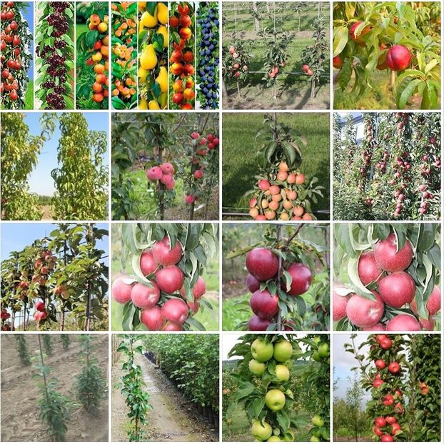 POMI COLUMNARI PITICI MERI CIRESI CAISI NECTARIN 10 5 GRATIS - POMI COLUMNARI PITICI MERI CIRESI CAISI NECTARIN 10 5 GRATIS