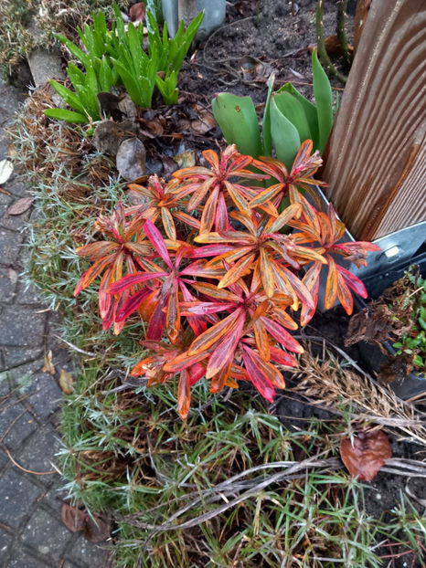 © - 2022 - 04 - 2023 - 00 - Iarna