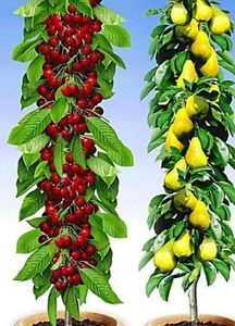 POMI COLUMNARI PITICI,MERI.CIRESI,CAISI,NECTARIN-10+5 GRATIS - POMI COLUMNARI PITICI MERI CIRESI CAISI NECTARIN 10 5 GRATIS