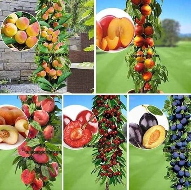 POMI COLUMNARI PITICI,MERI.CIRESI,CAISI,NECTARIN-10+5 GRATIS - POMI COLUMNARI PITICI MERI CIRESI CAISI NECTARIN 10 5 GRATIS