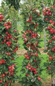 POMI COLUMNARI PITICI,MERI.CIRESI,CAISI,NECTARIN-10+5 GRATIS - POMI COLUMNARI PITICI MERI CIRESI CAISI NECTARIN 10 5 GRATIS