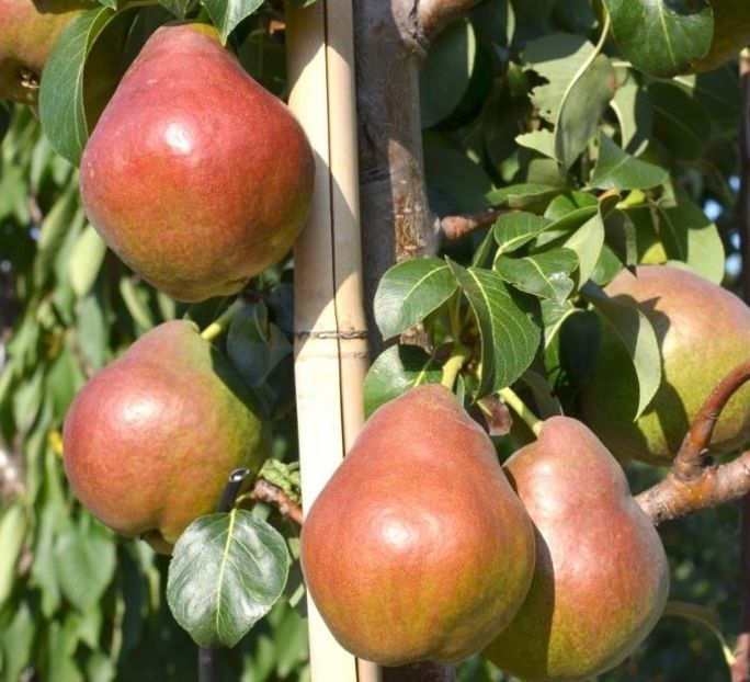 POMI COLUMNARI PITICI,MERI.CIRESI,CAISI,NECTARIN-10+5 GRATIS - POMI COLUMNARI PITICI MERI CIRESI CAISI NECTARIN 10 5 GRATIS