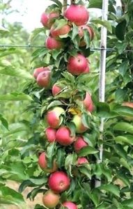 POMI COLUMNARI PITICI,MERI.CIRESI,CAISI,NECTARIN-10+5 GRATIS - POMI COLUMNARI PITICI MERI CIRESI CAISI NECTARIN 10 5 GRATIS