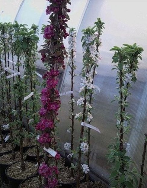 POMI COLUMNARI PITICI,MERI.CIRESI,CAISI,NECTARIN-10+5 GRATIS - POMI COLUMNARI PITICI MERI CIRESI CAISI NECTARIN 10 5 GRATIS