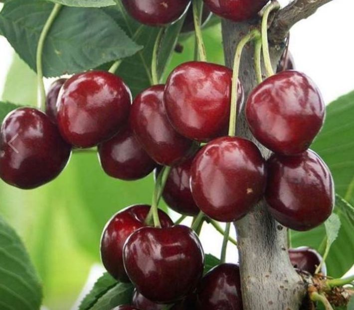 POMI COLUMNARI PITICI,MERI.CIRESI,CAISI,NECTARIN-10+5 GRATIS - POMI COLUMNARI PITICI MERI CIRESI CAISI NECTARIN 10 5 GRATIS