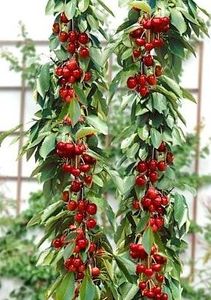 POMI COLUMNARI PITICI,MERI.CIRESI,CAISI,NECTARIN-10+5 GRATIS - POMI COLUMNARI PITICI MERI CIRESI CAISI NECTARIN 10 5 GRATIS