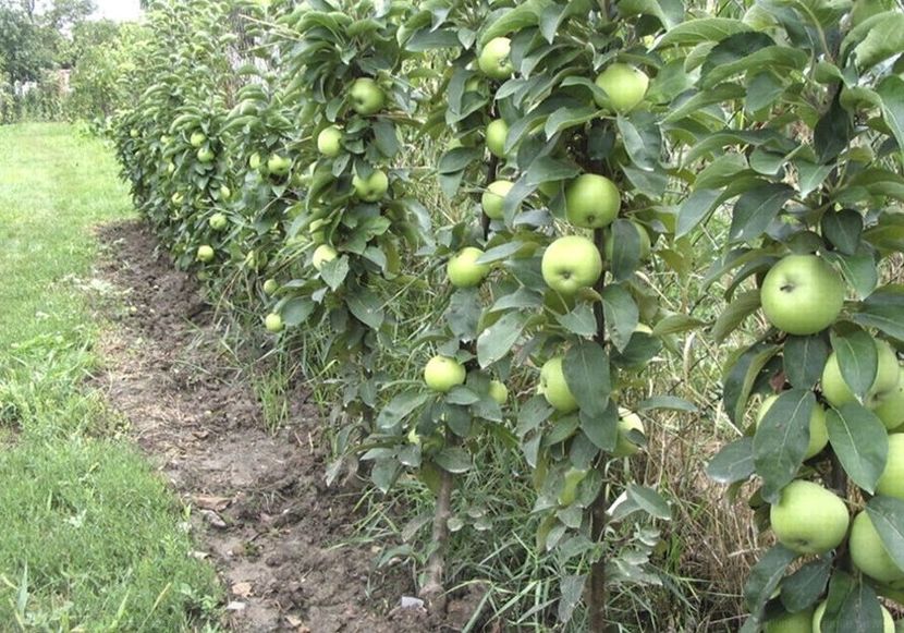 POMI COLUMNARI PITICI,MERI.CIRESI,CAISI,NECTARIN-10+5 GRATIS - POMI COLUMNARI PITICI MERI CIRESI CAISI NECTARIN 10 5 GRATIS