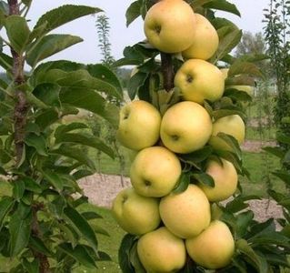 POMI COLUMNARI PITICI,MERI.CIRESI,CAISI,NECTARIN-10+5 GRATIS - POMI COLUMNARI PITICI MERI CIRESI CAISI NECTARIN 10 5 GRATIS