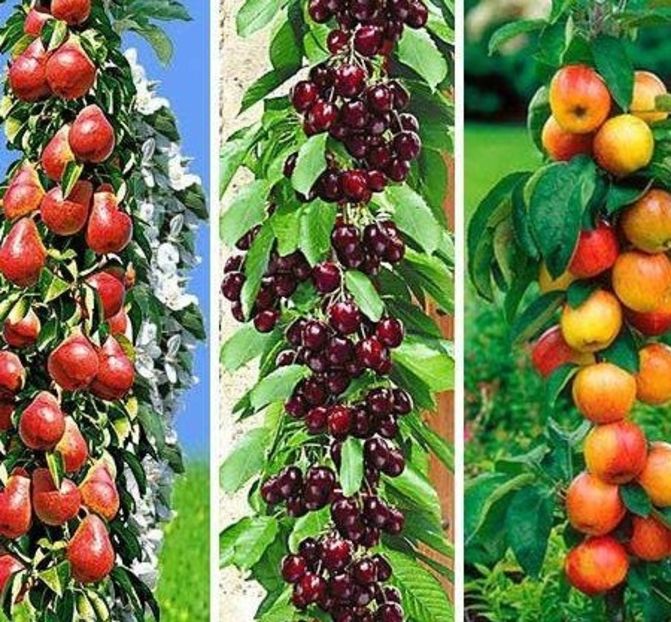 POMI COLUMNARI PITICI,MERI.CIRESI,CAISI,NECTARIN-10+5 GRATIS - POMI COLUMNARI PITICI MERI CIRESI CAISI NECTARIN 10 5 GRATIS