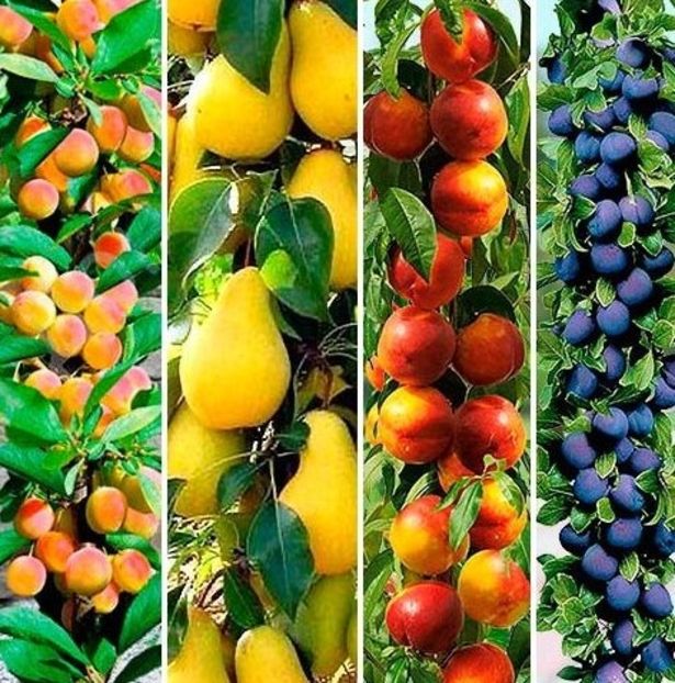 POMI COLUMNARI PITICI,MERI.CIRESI,CAISI,NECTARIN-10+5 GRATIS - POMI COLUMNARI PITICI MERI CIRESI CAISI NECTARIN 10 5 GRATIS