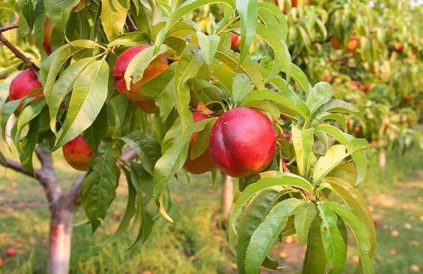 POMI COLUMNARI PITICI,MERI.CIRESI,CAISI,NECTARIN-10+5 GRATIS - POMI COLUMNARI PITICI MERI CIRESI CAISI NECTARIN 10 5 GRATIS